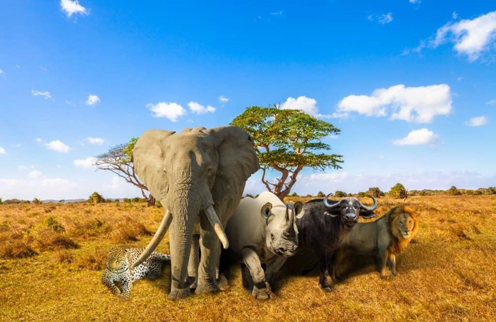 Big Five Safari Tanzania - Carnivores Safaris