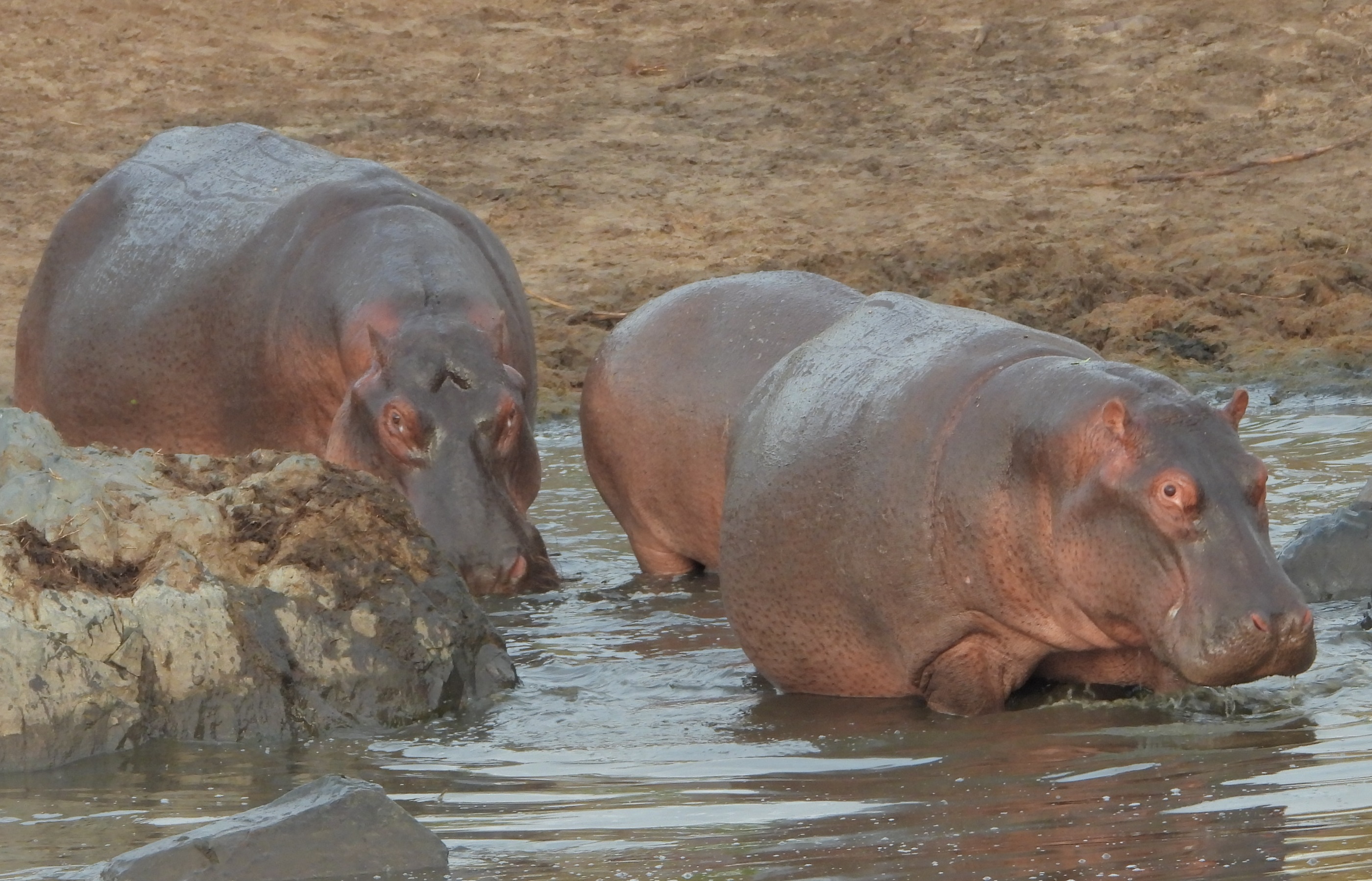 Carnivore Safaris