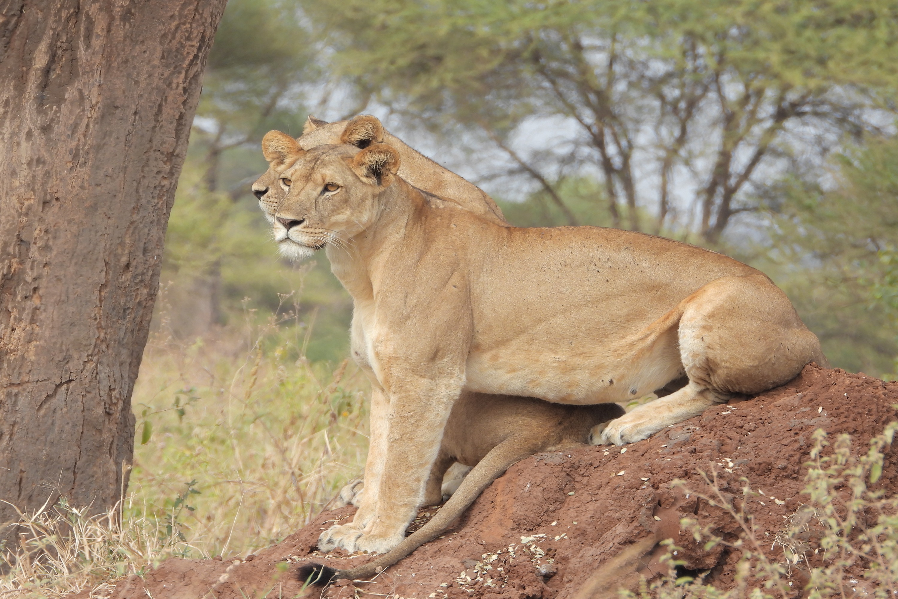 Carnivore Safaris