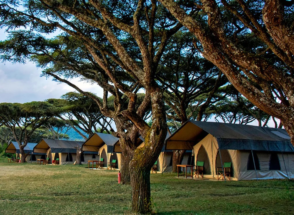 Carnivores Safaris